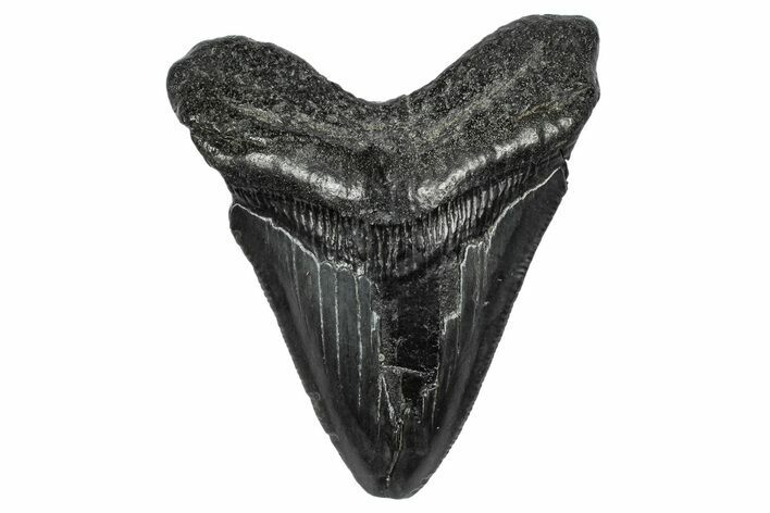 Serrated, Fossil Megalodon Tooth - South Carolina #341470